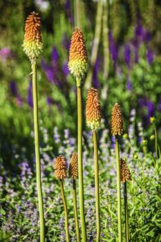  Книфофия: екзотична огнена хубост 