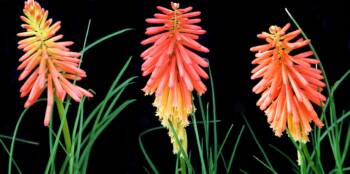  Книфофия: екзотична огнена хубост 