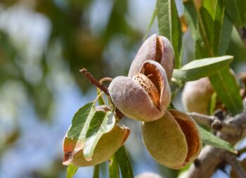 Отглеждане на бадеми: съвети за нови градинари