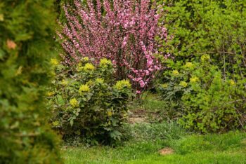 Берберис: устойчив и декоративен храст