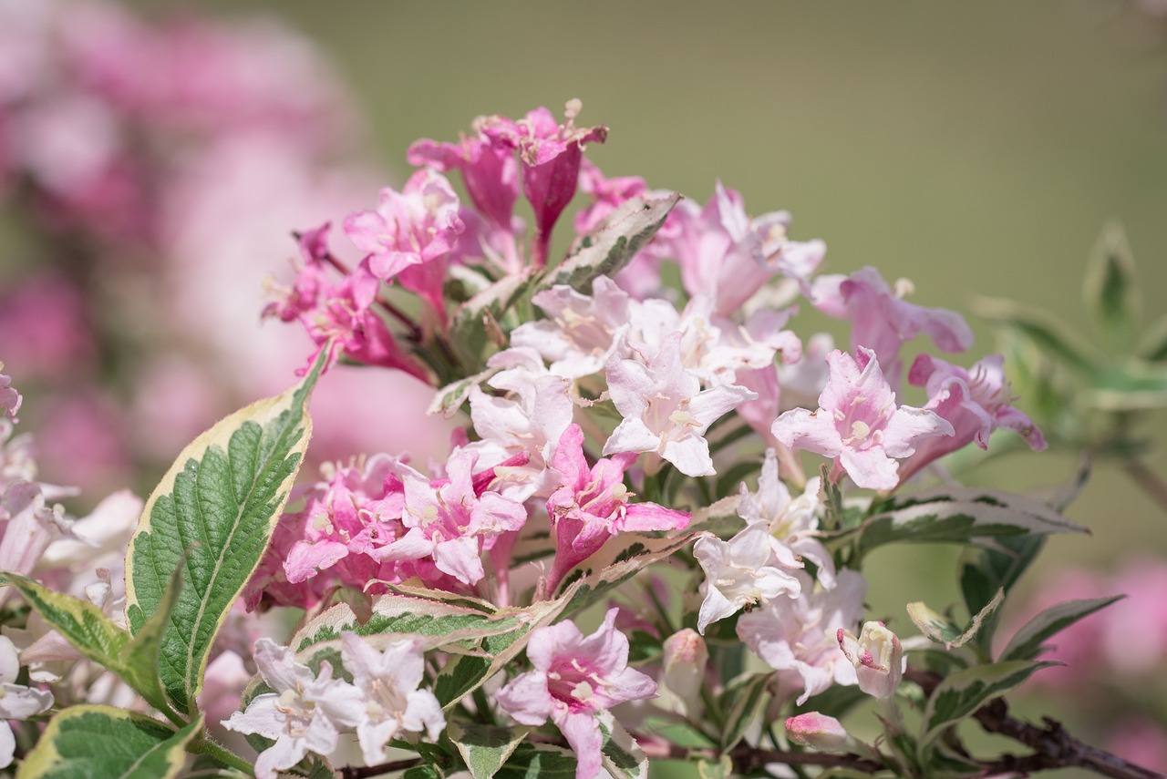 Вайгела е прекрасен градински храст познат със своите красиви цветя