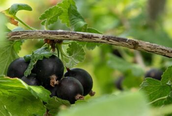 Йощата (Jostaberry): вълнуващият хибрид между касис и червено френско грозде