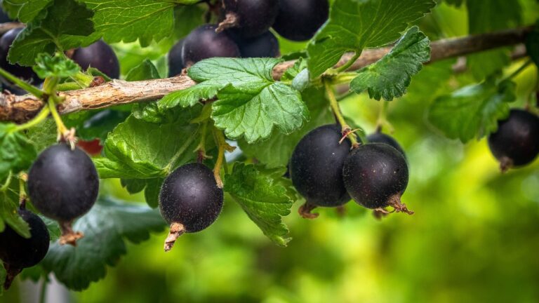 Йощата (Jostaberry): вълнуващият хибрид между касис и червено френско грозде