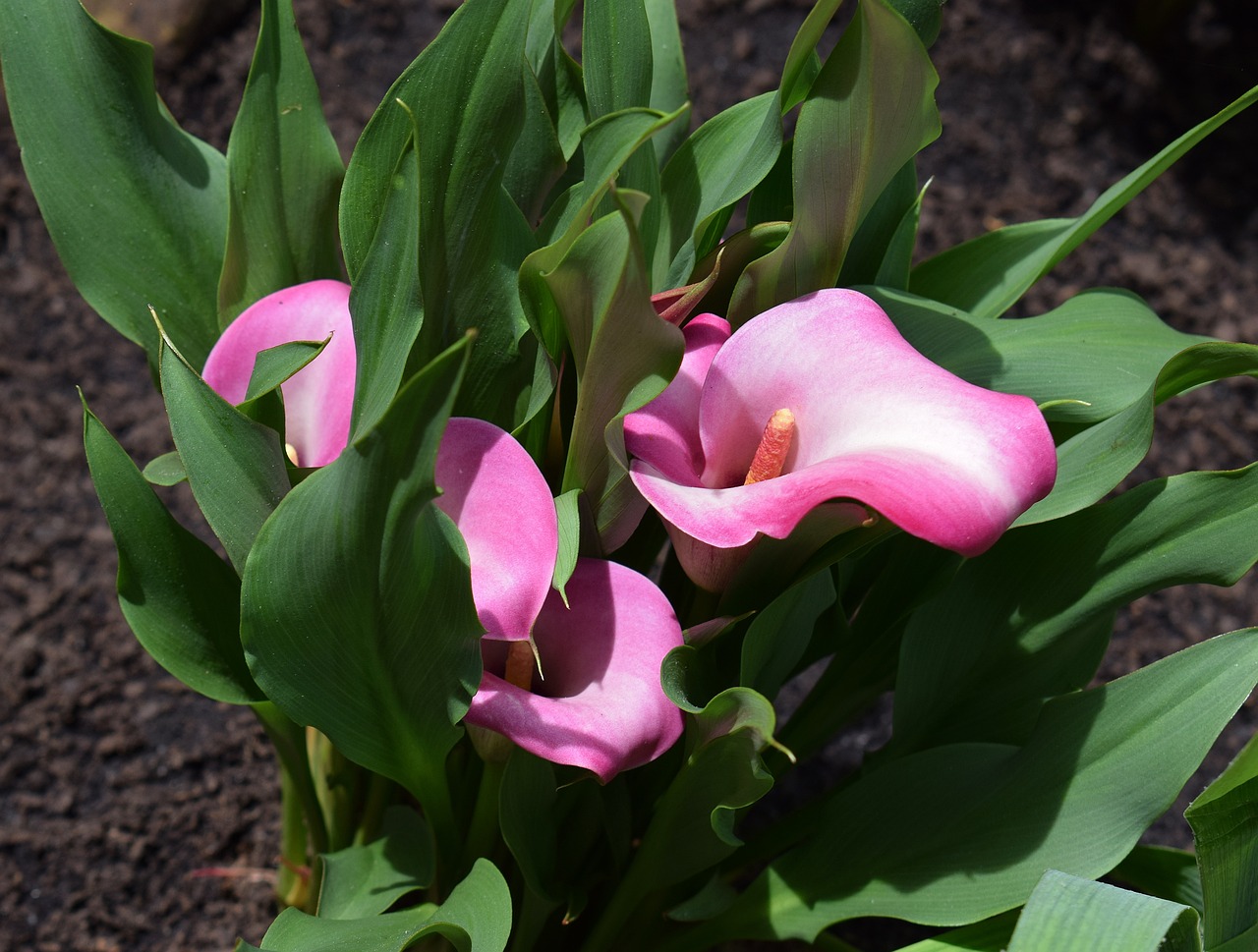 Цветето Кала: елегантна красота в градината