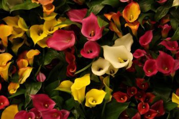 Цветето Кала: елегантна красота в градината