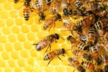 Пчелният мед: нектарът на природата и благодат за здравето