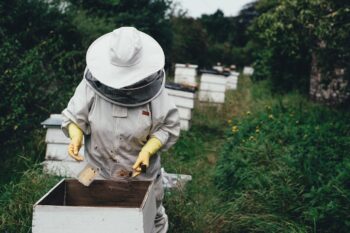 Пчелният восък: екологичен материал със защитни свойства