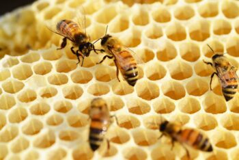 Пчелният восък: екологичен материал със защитни свойства