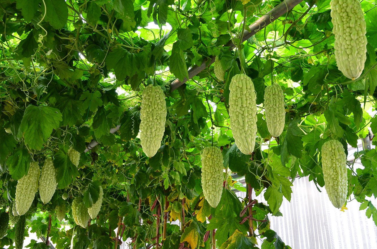 Момордиката (Momordica) известна също като горчива краставица, представлява удивително растение