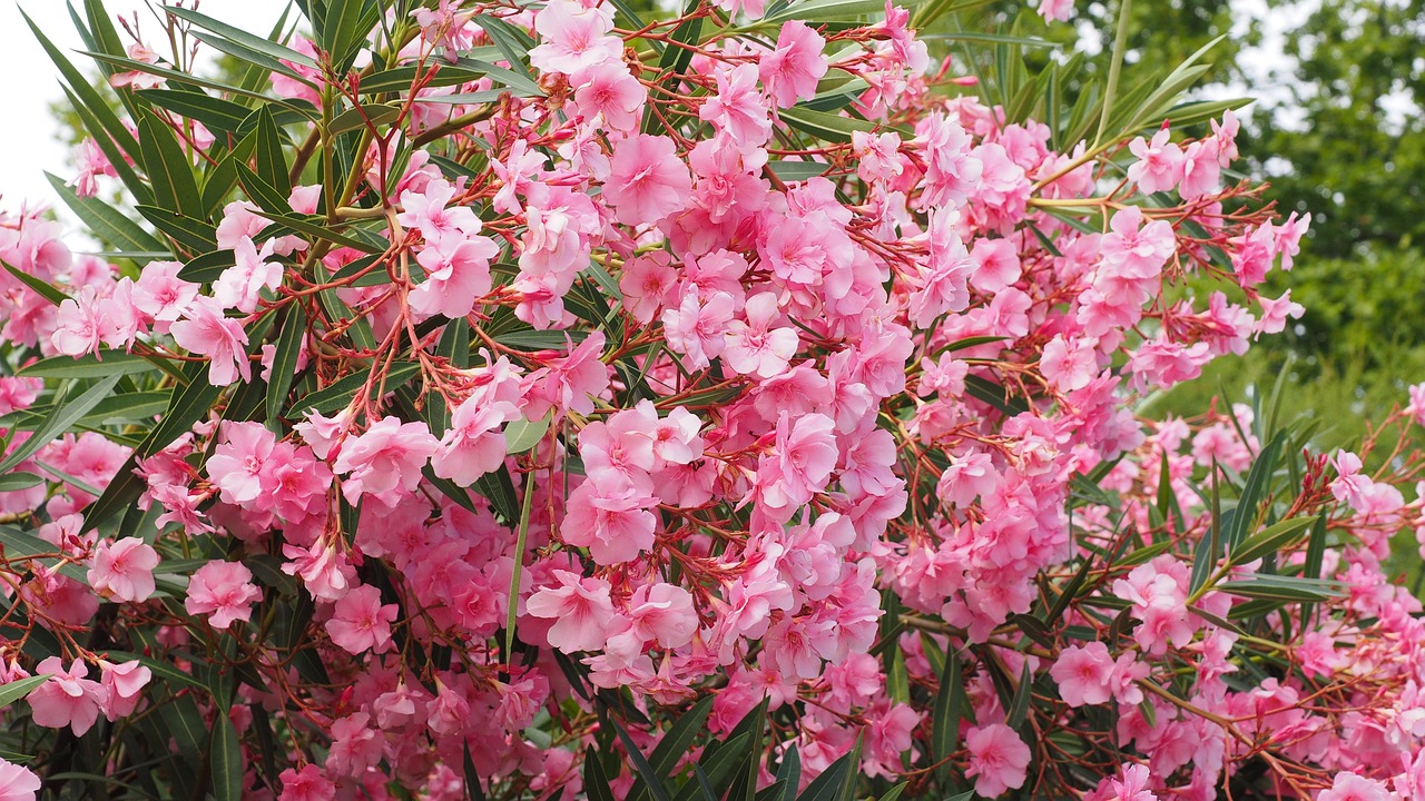 Олеандърът (Nerium oleander) е растение с изключителна красота, но и