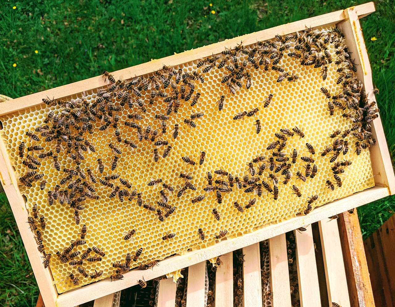 Пчелният восък произведен от пчелите е уникален и многоцелеви материал