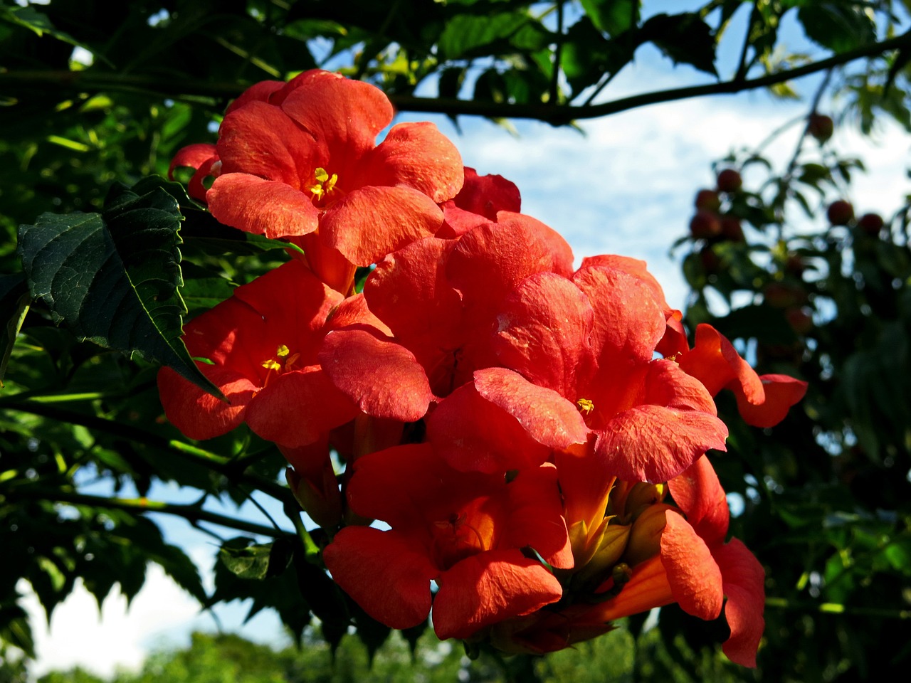 Текомата е рода цветя който включва няколко вида дървета и