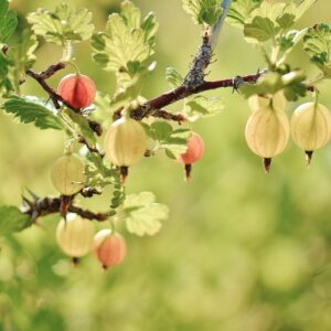 Цариградско грозде: съвети за успешен растеж и плодородие