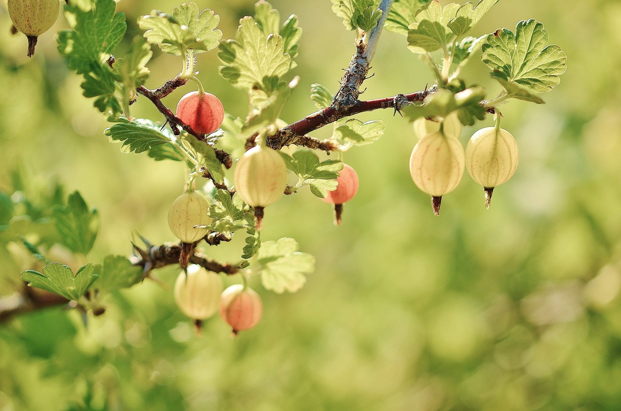 Цариградското грозде Ribes uva crispa е плодово растение което привлича вниманието
