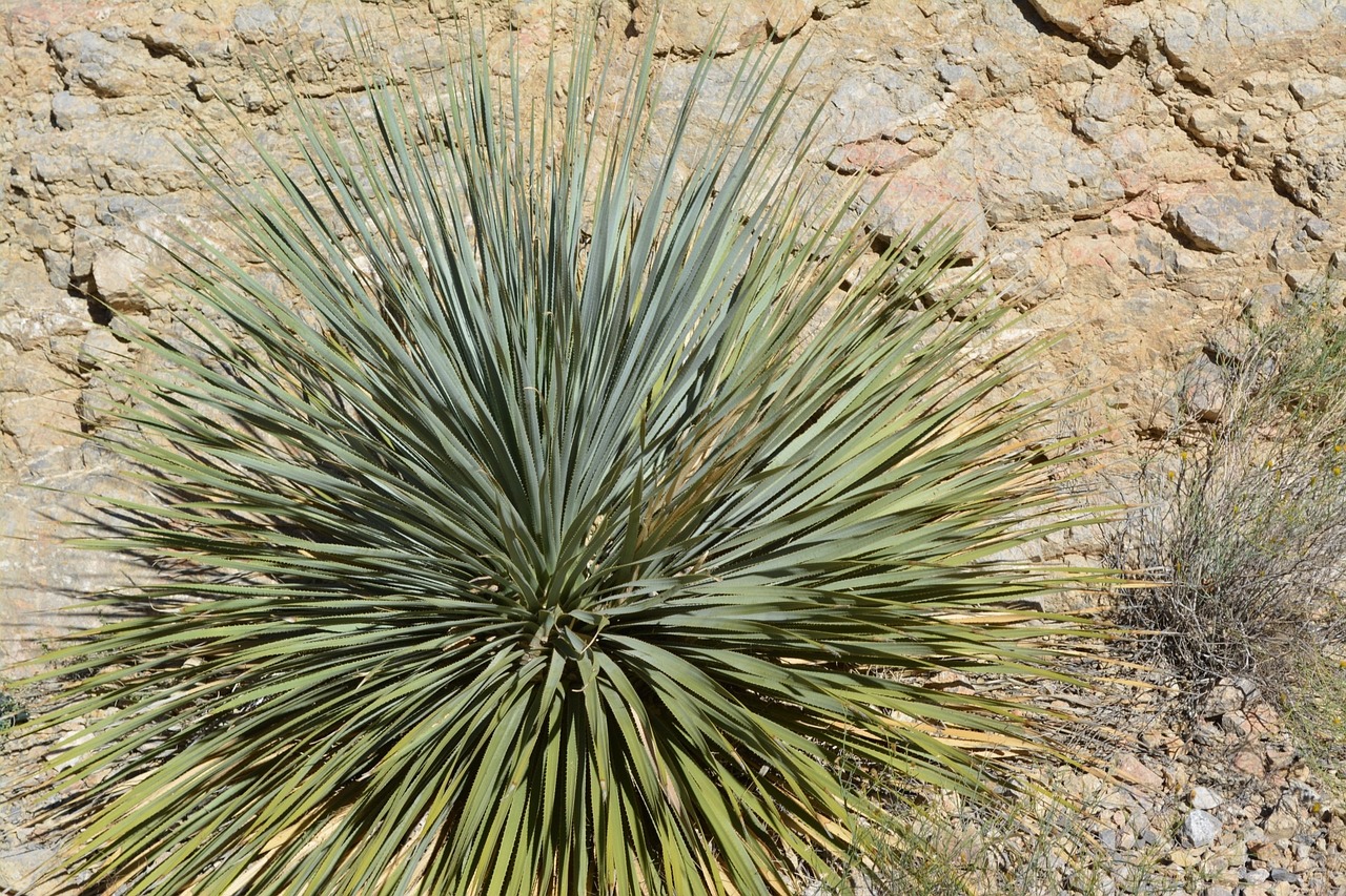 Юка (Yucca) е растение известно още като Дракея, което обикновено