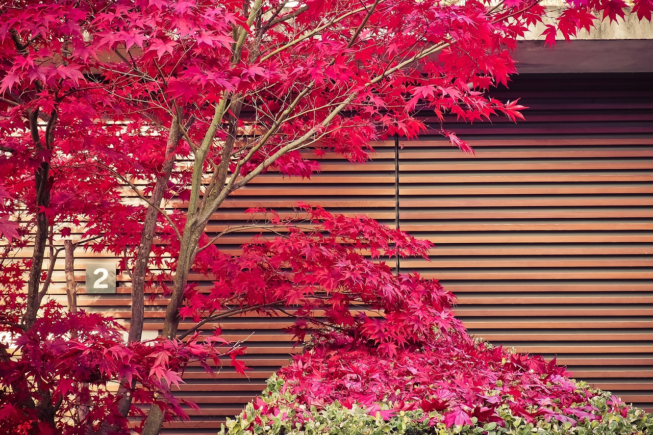 Японският клен: целогодишна визия в градината