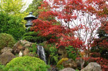 Японският клен: целогодишна визия в градината