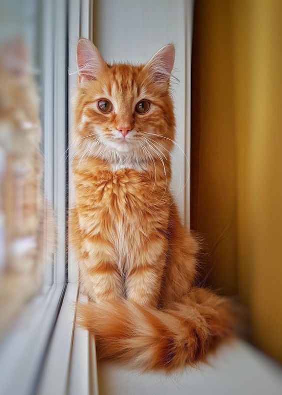 Много хора са почитатели на оранжевите котки има нещо завладяващо