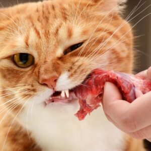 6 предимства на суровата храна за котката