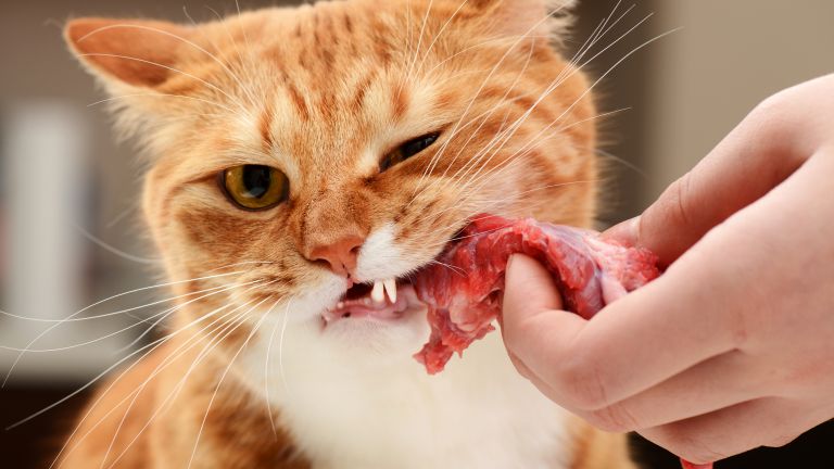 6 предимства на суровата храна за котката