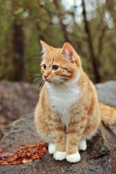 оранжевите котки