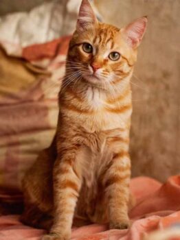 оранжевите котки