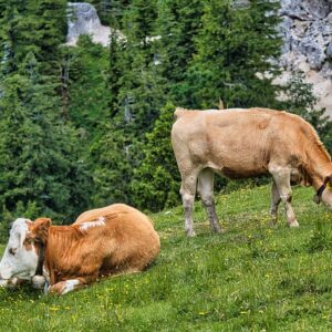 Любопитни Факти за Кравите