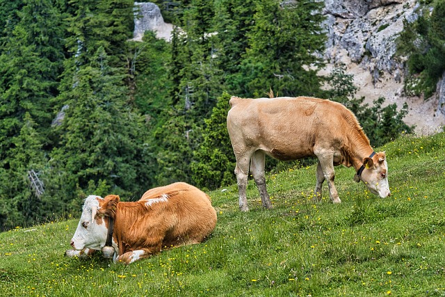 Любопитни Факти за Кравите,  които ще ви накарат да ги заобичате