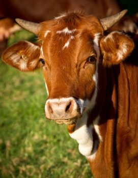 Любопитни Факти за Кравите