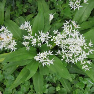 Левурдата (Allium ursinum): природна ароматна добавка