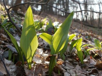Левурдата (Allium ursinum): природна ароматна добавка
