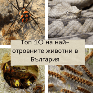 Топ 10 на най-отровните животни в България