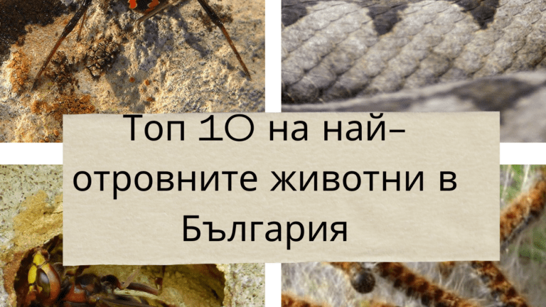 Топ 10 на най-отровните животни в България