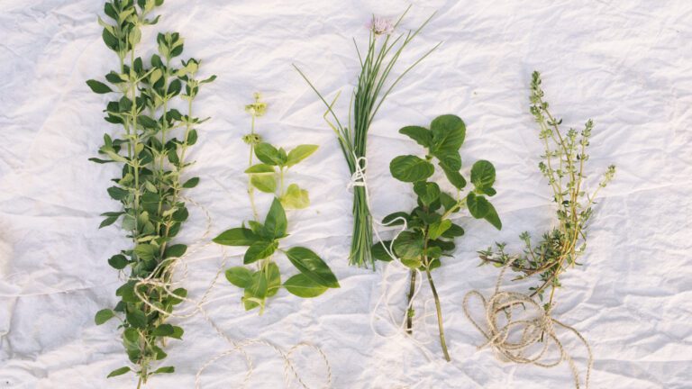 Време за събиране на билки: как да запазим тяхната сила и аромат