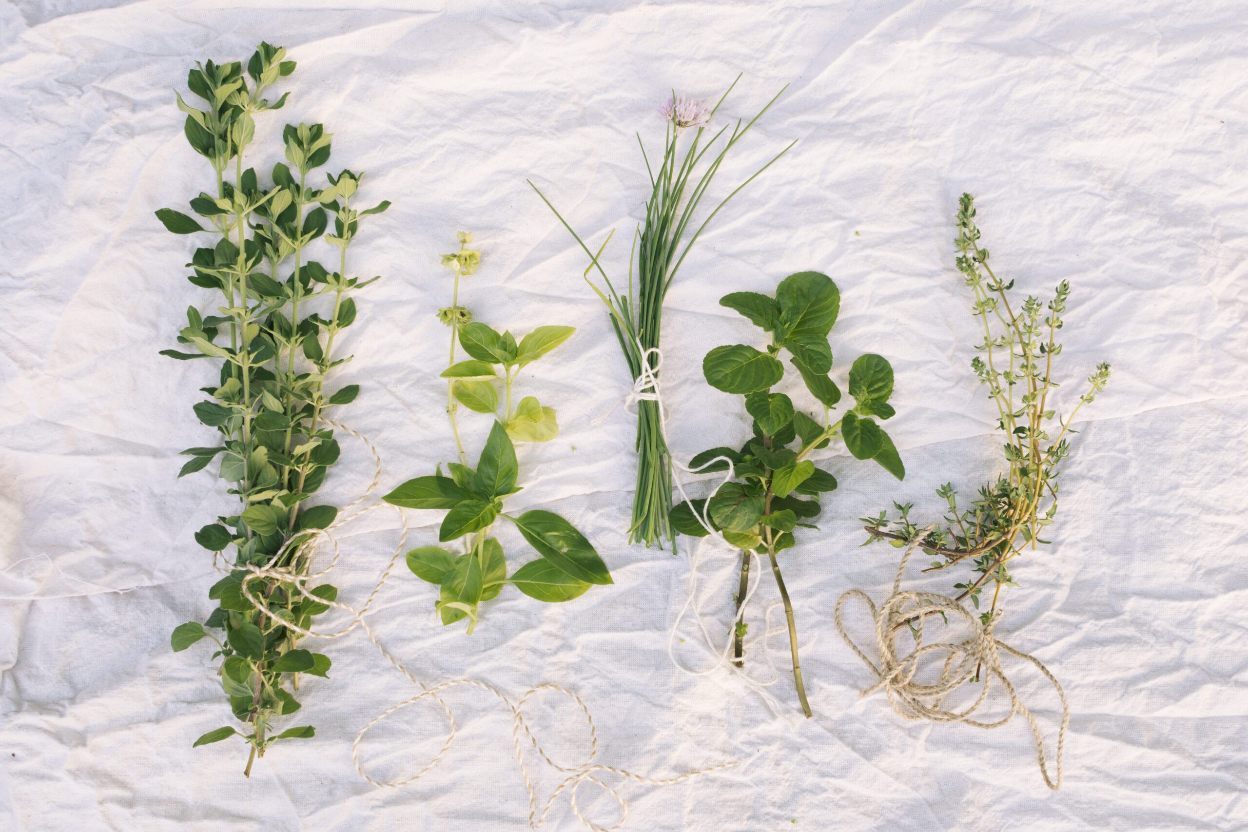 Време за събиране на билки: как да запазим тяхната сила и аромат