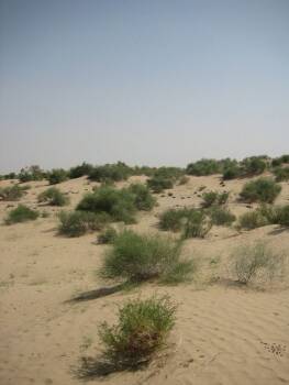  ден против сушата 