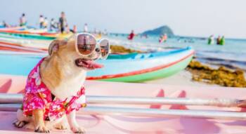  отмора с куче 