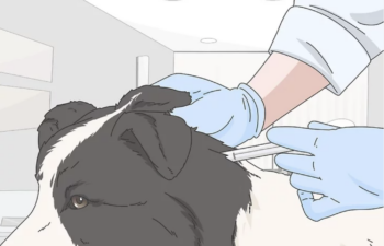  отмора с куче 