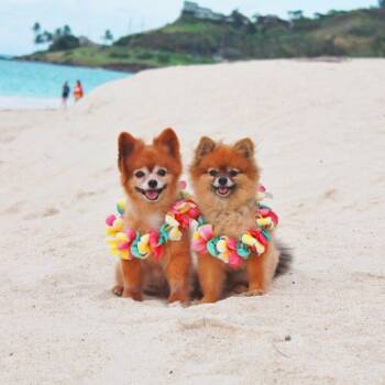  отмора с куче 