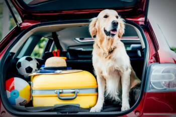  отмора с куче 