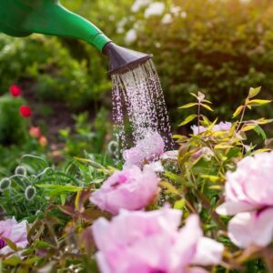 10 златни правила за поливане на цветя