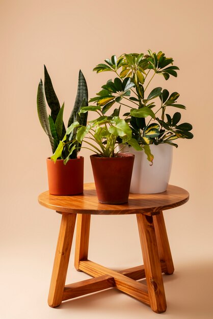  Как да се грижим за домашните цветя през зимата? 