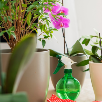  Цветни лечения: Как цветята могат да подобрят нашето въодушевление и здраве 