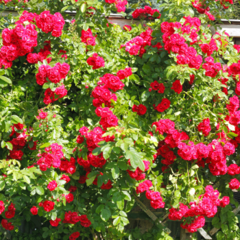  Розови градини: Съвети за развъждане на рози през 2025 