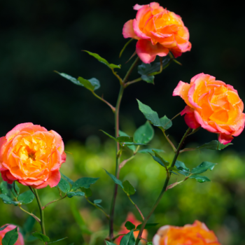  Розови градини: Съвети за развъждане на рози през 2025 