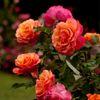  Розови градини: Съвети за развъждане на рози през 2025 