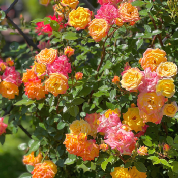  Розови градини: Съвети за развъждане на рози през 2025 