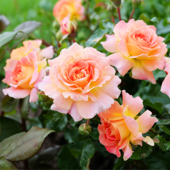  Розови градини: Съвети за развъждане на рози през 2025 