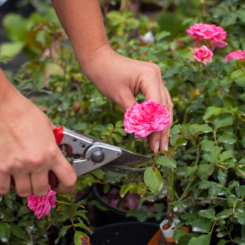 Розови градини: Съвети за развъждане на рози през 2025 