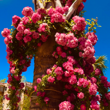  Розови градини: Съвети за развъждане на рози през 2025 